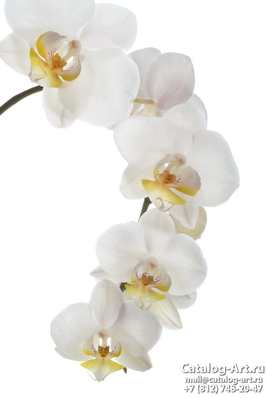 White orchids 34